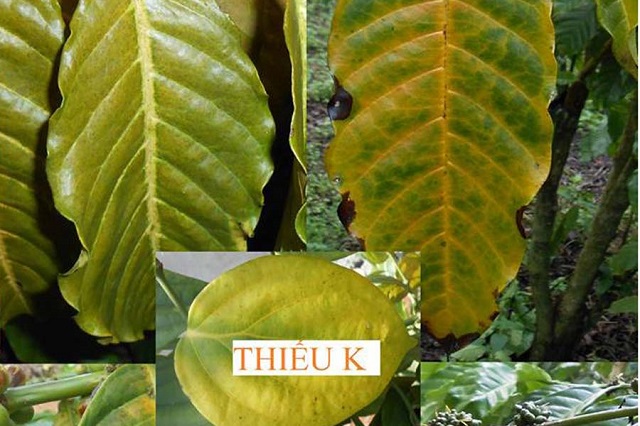 Cây bị thiếu Kali màu lá sẽ dần chuyển sang vàng