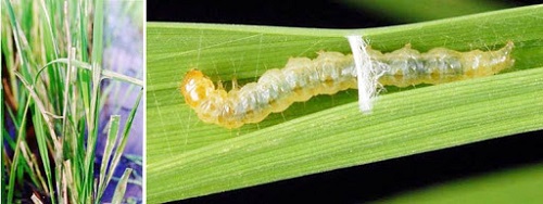 Sâu cuốn lá nhỏ trường thành thường sẽ có màu vàng nâu