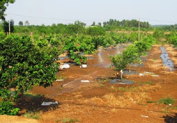 Vườn bưởi da xanh nên có thêm hệ thống mướng và xẻ rãnh để đảm bảo thoát nước tốt
