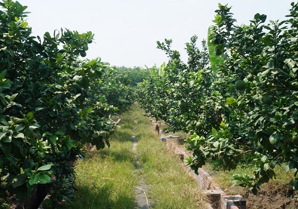 Phân bón là chế độ không thể thiếu trong quá trình chăm sóc cây bưởi