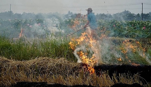Đốt lượng rơm rạ lớn có thẻ gây ra ô nhiễm môi trường