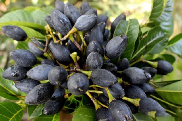 Trám đen cũng là loại cây trồng có giá trị kinh tế cao hiện nay