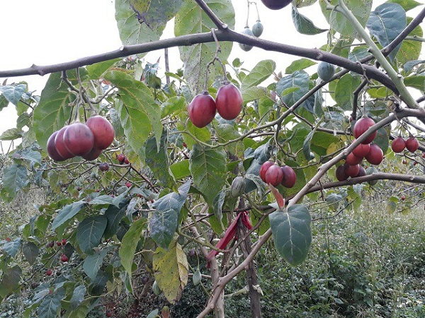 Cà chua thân gỗ có giá trị kinh tế cao vì chúng giàu dinh dưỡng