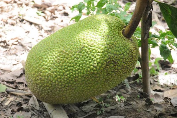 Mít Thái siêu sớm là giống cây trồng mang đến hiệu quả kinh tế cao hiện nay