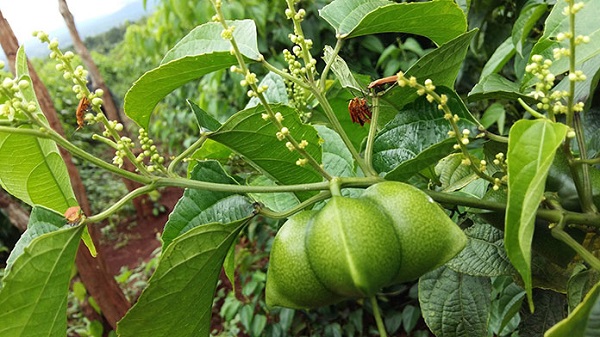 Cây Sachi mang đến thu nhập lớn vì hạt của chúng có giá trị kinh tế cao