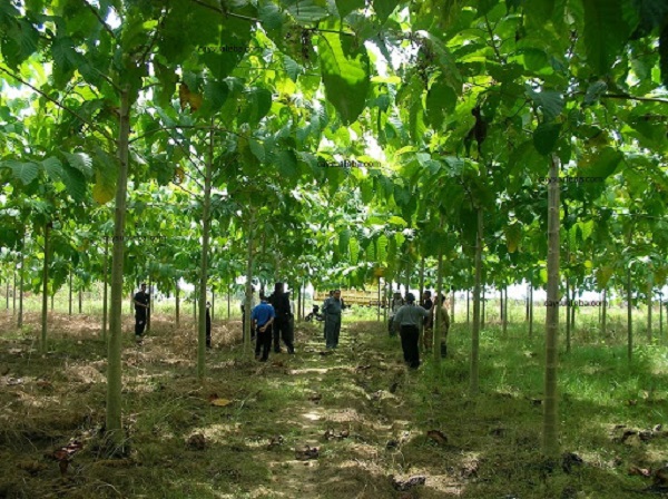 Cây lớn nhanh và có giá trị kinh tế cao