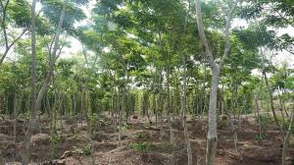 Cây sữa là loại cây trồng rừng vững chãi và có khả năng sinh trưởng mạnh mẽ