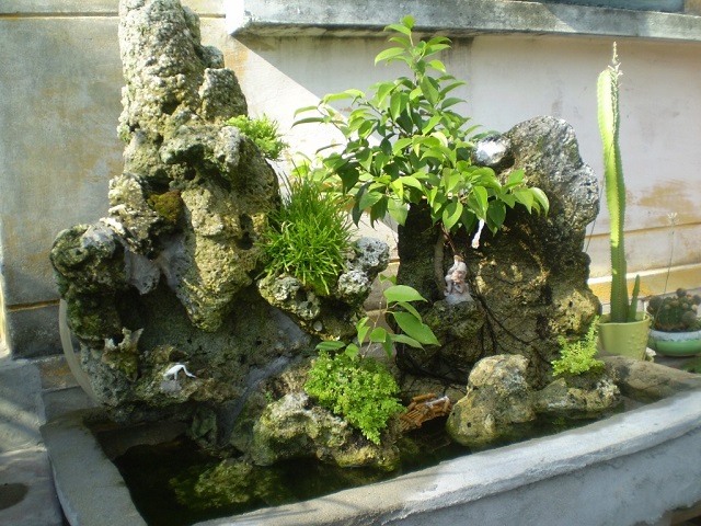 Thông thường trên hòn nôn bộ sẽ trồng cây si, la hán tùng..