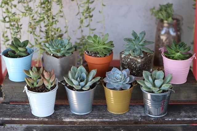 Sen đá trồng trong chậu nhỏ sẽ mang đến cho không gian trưng bày một nét đẹp tinh tế