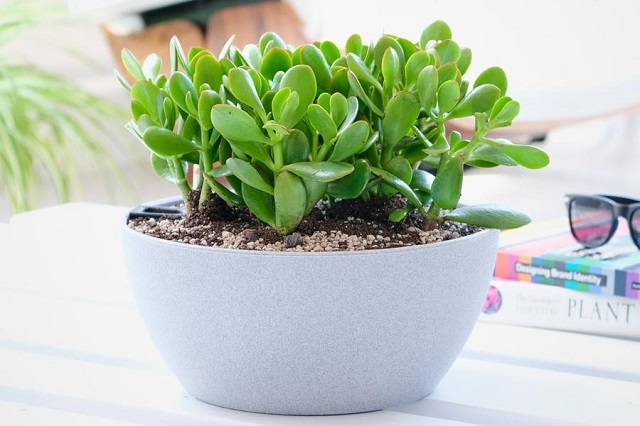 Nói đến những loại cây trồng trong chậu nhỏ đẹp thì không thể bỏ qua cây ngọc bích