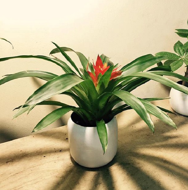 Cây trang trí nhà có vẻ đẹp nổi bật