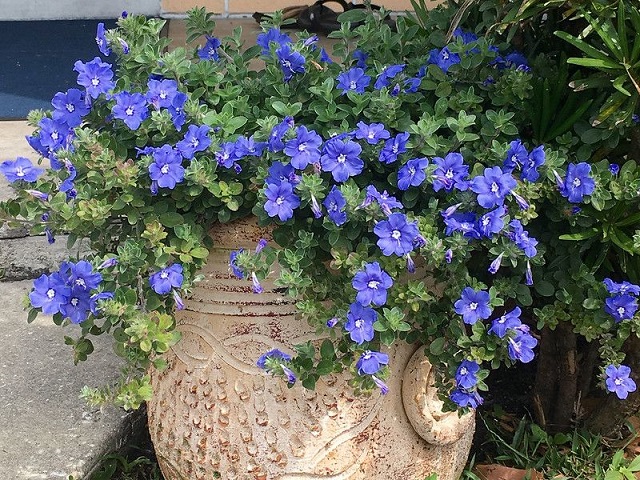 Hoa thanh tú có khả năng sinh trưởng mạnh mẽ và không yêu cầu cao về điều  kiện chăm sóc