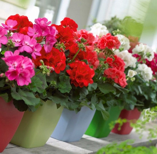 Phong lữ thảo cũng là loại cây trồng dịp tết ra nhiều hoa, dễ chăm sóc