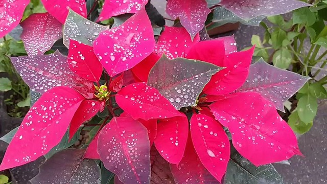 Hoa trạng nguyên sẽ ra hoa vào đúng dịp tết nếu bạn trồng trước đó khoảng 2 tháng