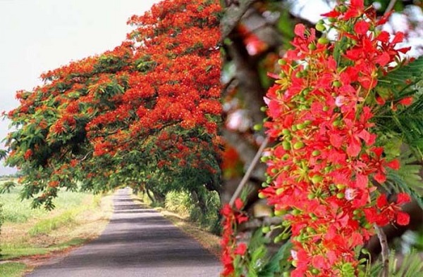 Cây phượng vỹ luôn là sư lựa chọn hàng đầu khi nói đến các loại cây trồng khu công nghiệp