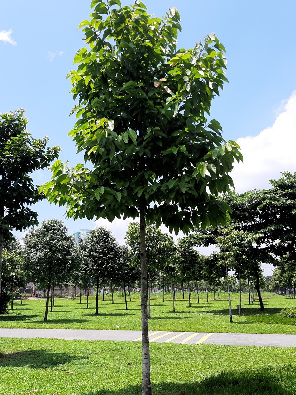 Cây sao đen mang đến bóng mát lớn, dễ chăm sóc