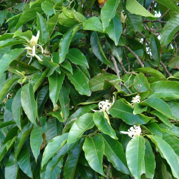 Nói đến những loại cây trồng khu công nghiệp được ưa chuộng thì không thể bỏ qua cây ngọc lan