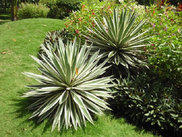 Đây là loại cây có khả năng chịu hạn tốt nên thích hợp trồng ở ven biển