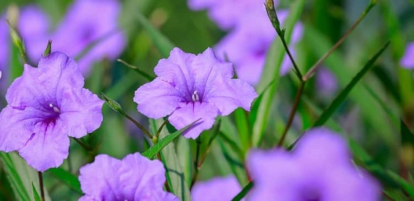 Hoa chiều tìm có thể trồng ở ven biển để làm đẹp cảnh quan