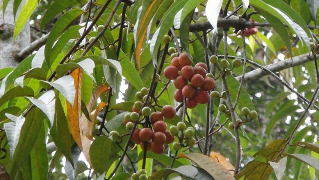 Cây xăng máu có nhiều công dụng khác nhau