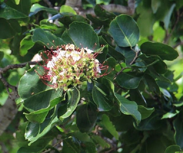 Nói đến những loại cây được trồng nhiều ở ven sông thì không thể bỏ qua cây gõ nước