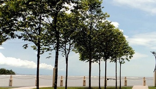 Sao đen cũng là một trong những loại cây thường được trồng ở vìa hè