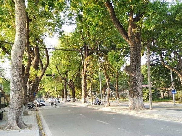 Xà cừ trồng vỉa hè cho bóng mát lớn