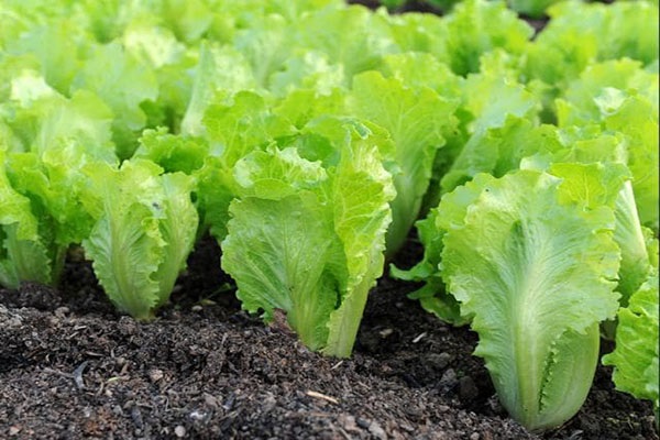 Xà lách cũng là loại rau được trồng nhiều vào mùa đông
