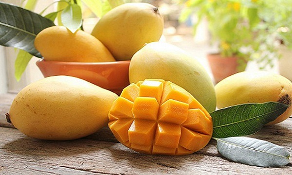 Nói đến những loại cây xoài được trồng nhiều hiện nay thì không thể bỏ qua xoài cát chu