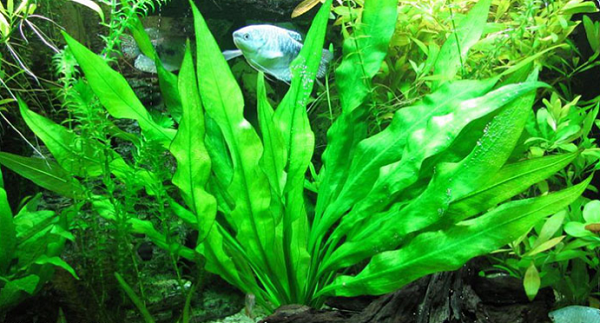 Sử dụng cây lưỡi mác để lọc nước thải đang được nhiều người ứng dụng