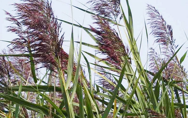 Cây sậy là một trong những loại thực vật tự nhiên có khả năng xử lý nước thải rất hiệu quả
