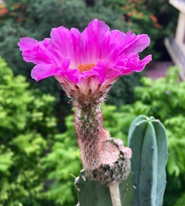 Cây có tên khoa học là Pincushion Cactus. Nguồn gốc xương rồng cầu vồng có từ đất nước Mexico.