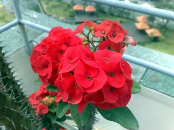 Xương rồng bát tiên nở hoa quanh năm