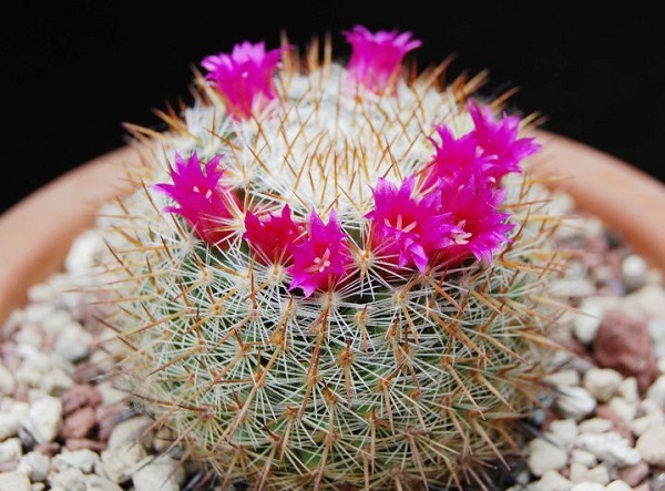 Hoa xương rồng bánh sinh nhật lâu tàn