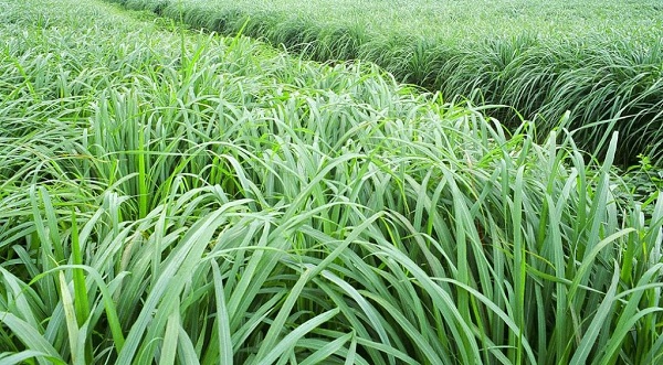 Nhóm cỏ bụi xả rất được ưa chuộng vì cho dinh dưỡng và lượng chất thô rất cao