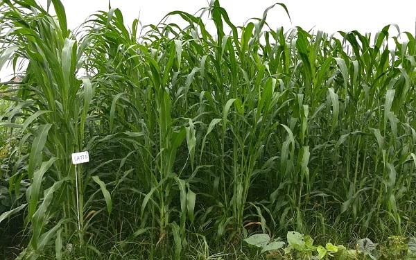 Nhờ tính dễ trồng dễ chăm sóc mà cỏ cao lương được rất nhiều người sử dụng