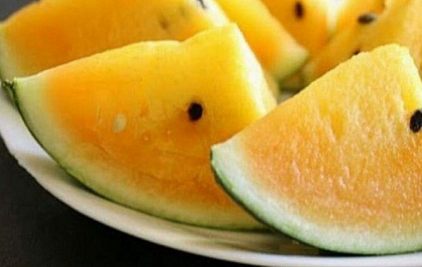 Dưa hấu ruột vàng có khả năng chịu nhiệt và cho năng suất cao