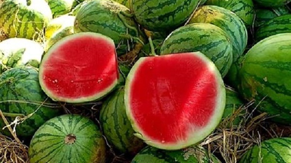 Dưa hấu không hạt đem lại sự thoải mái khi ăn nên luôn là sự lựa chọn cho trẻ em và người già