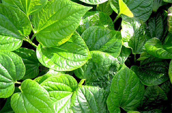 Lá lốt có công dụng để chữa các bệnh đau nhức