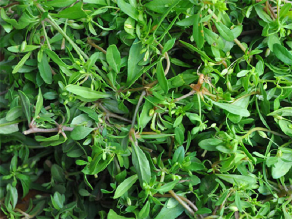 Rau đắng đất có tác dụng kiện vị, sát trùng