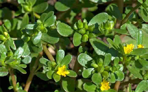 Rau sam giúp điều trị các chứng bệnh về giun rất hay