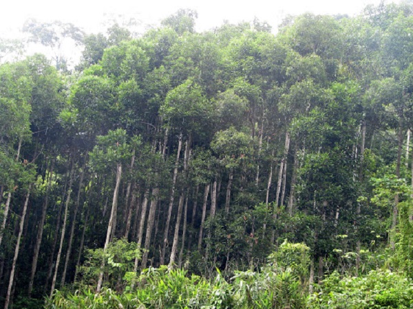 Các loại cây trong rừng rụng lá khá nhiều