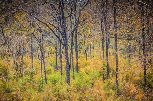 Loại rừng xuất hiện ở vùng khí hậu nóng và thường xảy ra lửa rừng