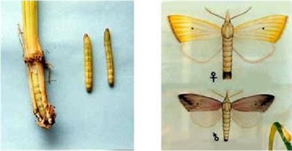 Sâu đục thân 2 chấm khiến cây lúa bị bông lép trắng