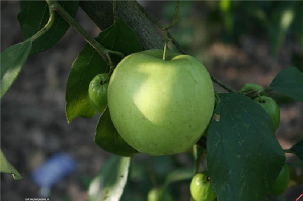 Táo xuân 21 với năng suất và chất lượng cao nên đã làm giàu cho nhiều gia đình