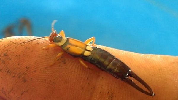 Con đuôi kìm ăn những con sâu non gây hại cho cây trồng