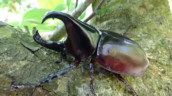 Bọ cánh cứng tấn công ổ sâu cuốn lá gây hại