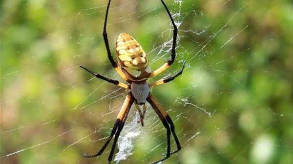 Nhện tiêu diệt sâu bọ phá hủy đồng ruộng