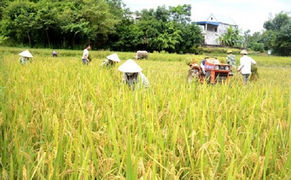 Do địa hình dốc, hẹp có khan hiếm nước nên phương thức gieo cấy là đất và nước