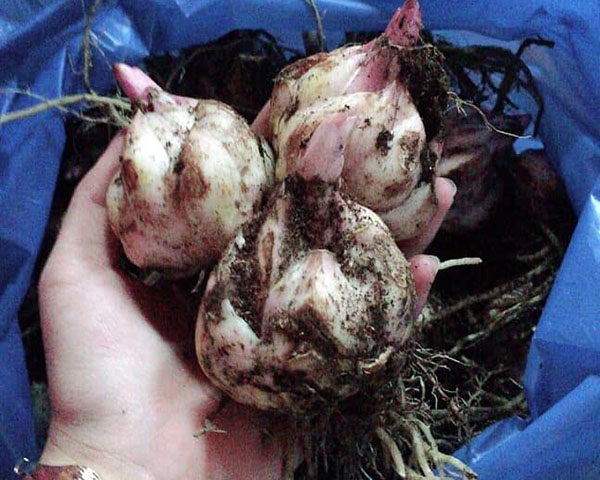 Củ Lily phải được xử lý nhiệt độ thấp trong kho lạnh để phá ngủ thì mới trồng được